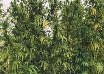 Illegale Cannabis-Plantagen in Nord Kalifornien verschmutzen die Umwelt