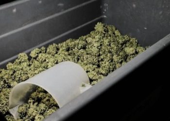 Jamaika startet legalen Export von Cannabis nach Kanada