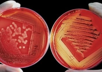 Cannabis als mögliche Behandlung gegen multiresistente Keime