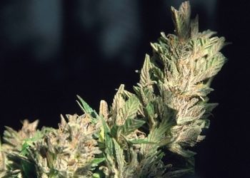 Juristische Fakultät in Buffalo bietet Cannabis-Seminar an