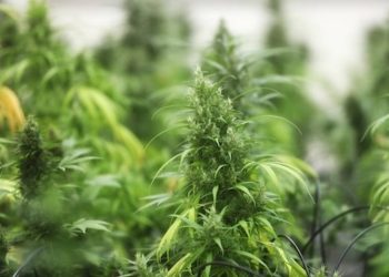 USA: Cannabis Forschungsprojekt erhält staatliche Unterstützung