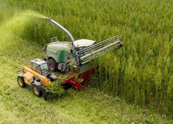 Dresden: HempCo plant größte Hanffarm in Europa