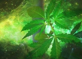 Das Horrormärchen vom Turbo Cannabis