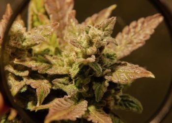 Spanien: Neue Regierung tendiert zur Regulierung von Cannabis