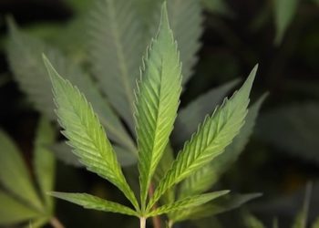 Hanf als Energiequelle: Negative CO₂ Bilanz