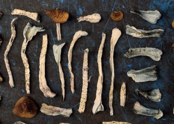 Israel testet medizinische Wirkung von Cannabis mit Psilocybin Pilzen