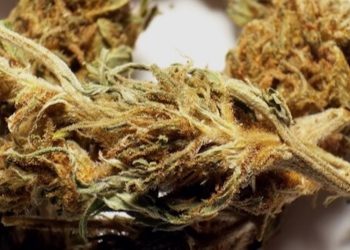 Studie: Cannabis zeigt Wirkung bei Gastroparese