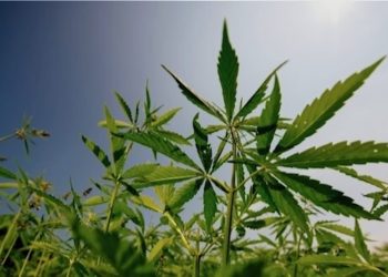 Aurora liefert wieder Cannabis nach Deutschland