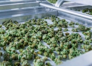 Cannhelp – Kompromisslose Qualität und Transparenz