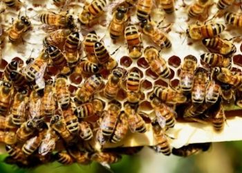 Cannabis als Retter von Bienenpopulationen