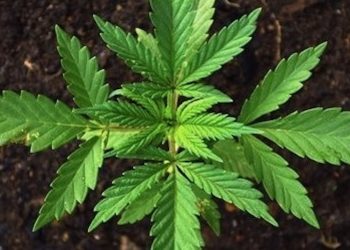 Cannabisproduktion und Arbeitssicherheit in Deutschland