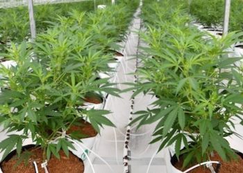 Cannabidiol bei Epilepsie