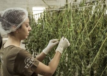 Cannabis schafft Arbeitsplätze – Der Faktencheck