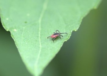 Cannabis und Borreliose