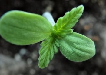 Cannabis und die Corona Krise – Einige Gedanken zum Thema