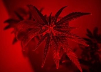Wirkspektrum von Cannabis