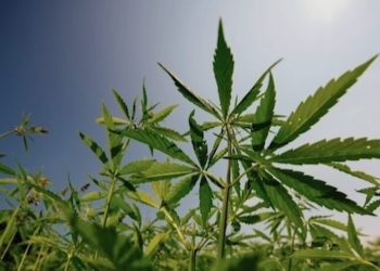 Das landwirtschaftliche Potenzial von Hanf