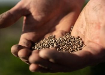 High Grade Hemp Seeds – Die etwas andere Seedbank