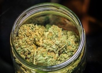 Erster Medizinalhanf-Import von USA nach Israel