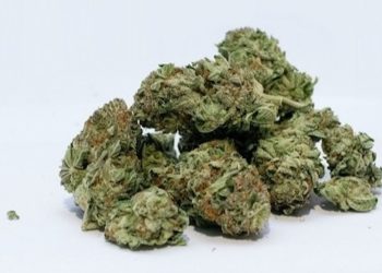 Immer mehr Patienten wollen Cannabis