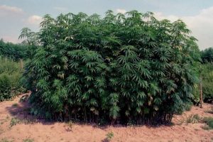 Schweiz: Lockerungen im Umgang mit Medizinalhanf