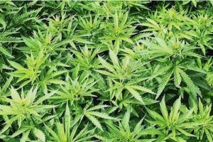 Was verbirgt sich hinter „Swiss Safe Access for Cannabinoids“?