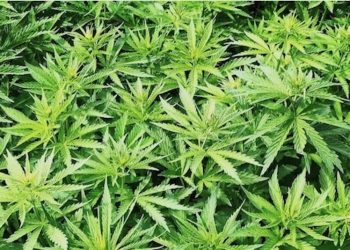 Was verbirgt sich hinter „Swiss Safe Access for Cannabinoids“?