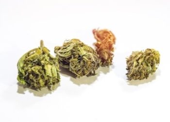 Synthetische Cannabinoide – Neue und tödliche Streckmittel?