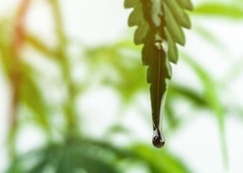 Studie: Unterschied zwischen Vollspektrum und Isolat CBD Öl