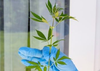 BfArM sucht Vertriebspartner für medizinisches Cannabis