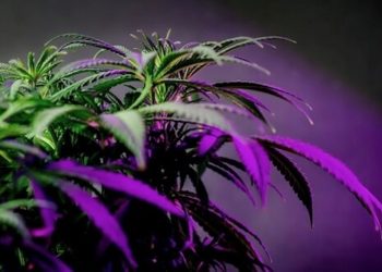 Kanadische Cannabisunternehmen auf dem deutschen Markt