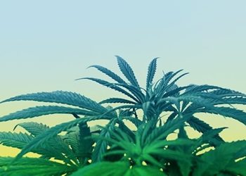 Hanf, CBD und andere Cannabinoide sind kein Novel Food