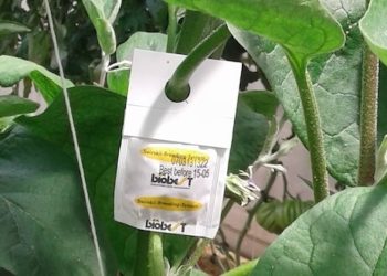 Biologischer Pflanzenschutz