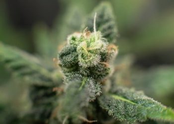 Cannabicyclol – das mysteriöse Cannabinoid