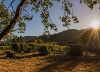 Cannabis-Tourismus in den USA