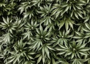 Cannabis gegen Krebs – Eine Frage der Komponenten