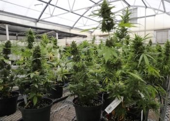 Canopy Growth zieht sich von einigen Märkten zurück