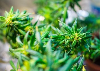 Die 3 Arten der Cannabinoide