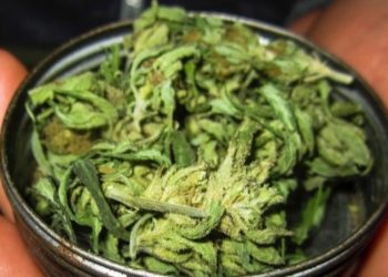 Die Konsummuster bei Cannabis