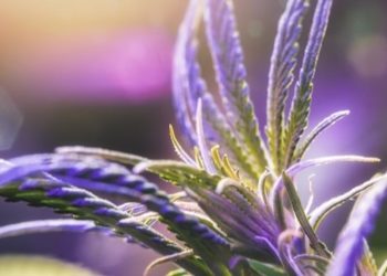 Statistik: Die Verbreitung von CBD in Europa