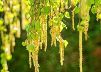 Die allergische Diathese und Cannabis