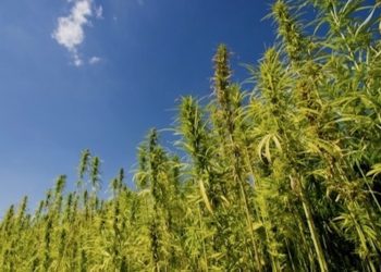 Hanf im Fokus der Wissenschaft