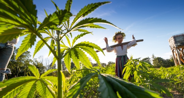 Baue dein eigenes Hanf-Haus an - Baustoffe aus Hanf - Hanf ...