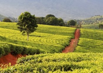Malawi legalisiert Anbau von Cannabis zu medizinischen und industriellen Zwecken
