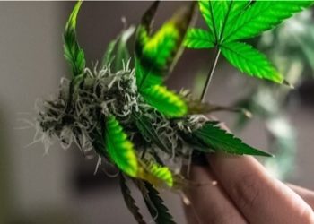 Mutter Natur frisst ihre Kinder