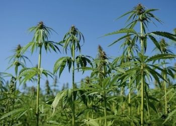 Neuer THC-Grenzwert für Hanfpflanzen in Polen