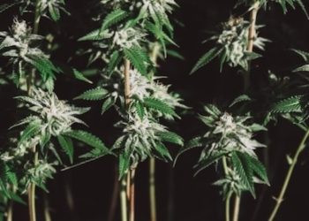 Studie: Potenzial von Cannabis gegen Schlaflosigkeit