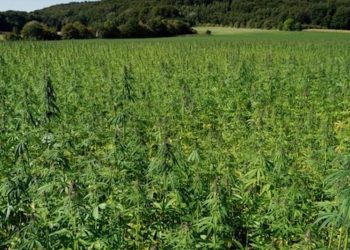 USA Unternehmen sichert sich Rechte für CBG-Sorte Panakeia