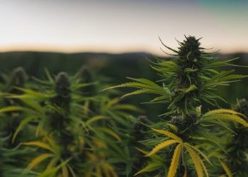 Weniger Import von medizinischem Cannabis nach Deutschland