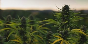 Weniger Import von medizinischem Cannabis nach Deutschland 750x375